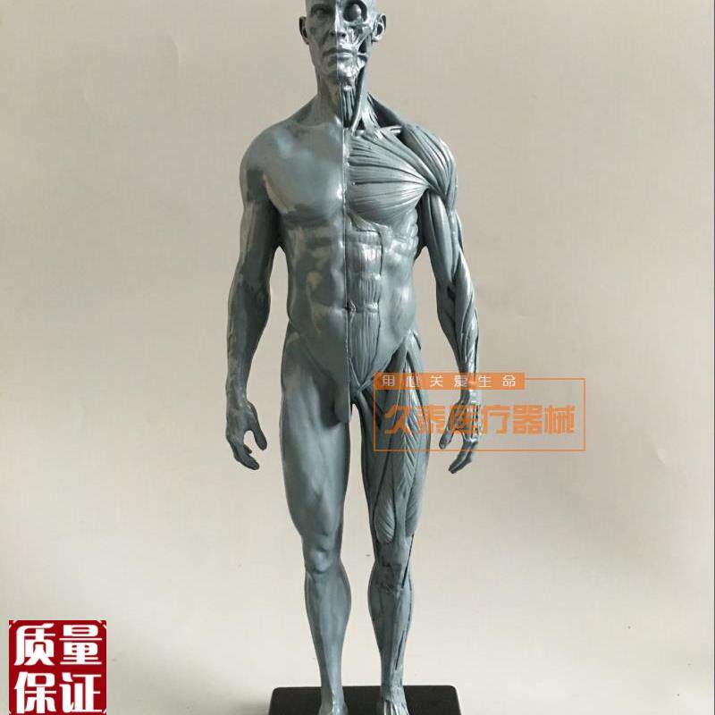 绘画美术艺用人体模m型雕塑设计医用CG参考肌肉骨骼解剖模型高质
