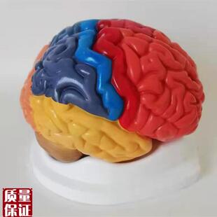 大脑模型脑分区脑干大脑r小脑部构造关系脑功能区解剖听觉区运动