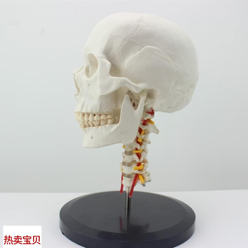 ENOVO颐诺人体头骨颅骨带颈椎模型头骨M模型颈动脉颈椎模型枕骨