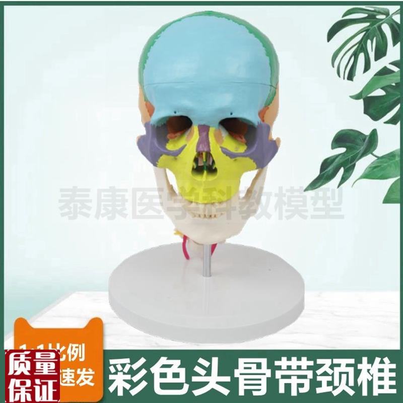 彩色头骨a模型颅骨结构分区1比1仿真倒模骨髅头带颈椎医用正骨颈