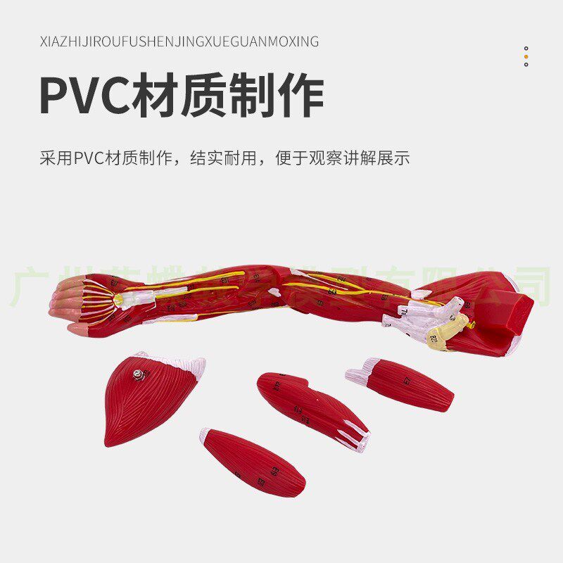 医学人体下肢肌肉血管神经模型腿部运动系Q统 上肢肌肉解剖