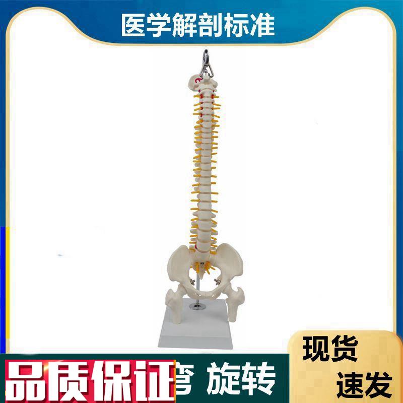 可弯曲的脊椎模型前后弯侧弯随意旋转软脊柱生理瑜伽康.复功能练