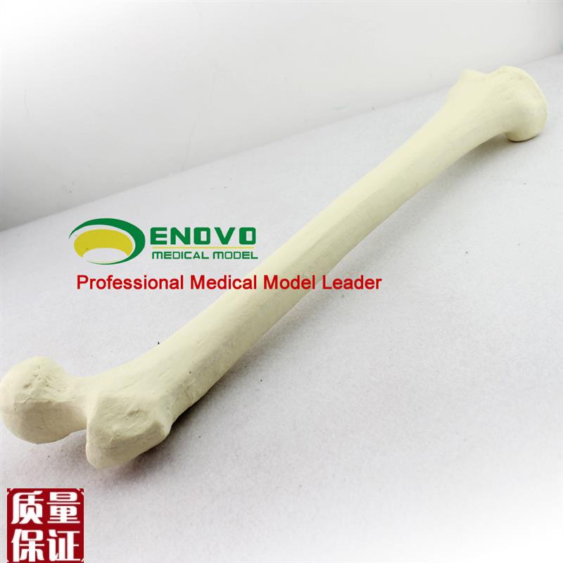 ENOVO颐诺h仿真股骨模型生物力学Sawbone人工皮质骨松质股骨模型
