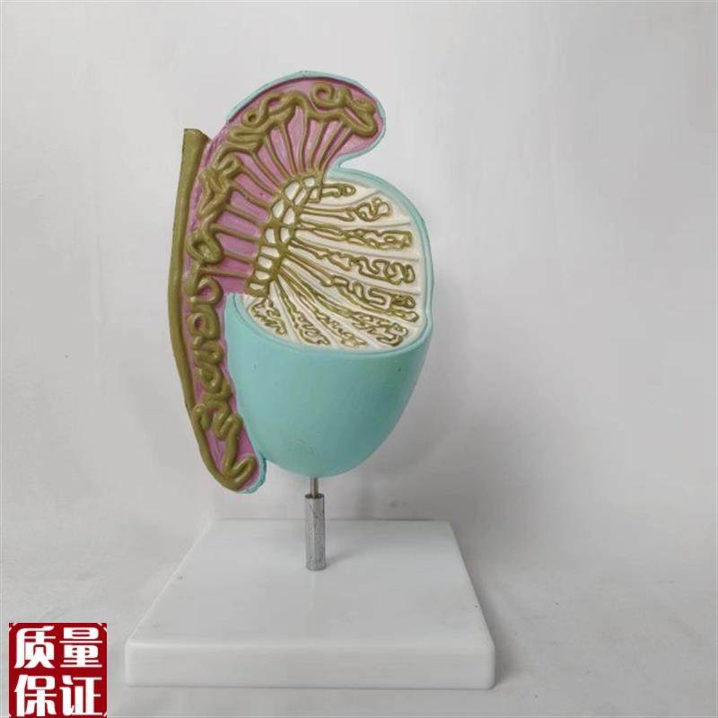 人体睾丸解剖模型器官解S剖医用教学讲