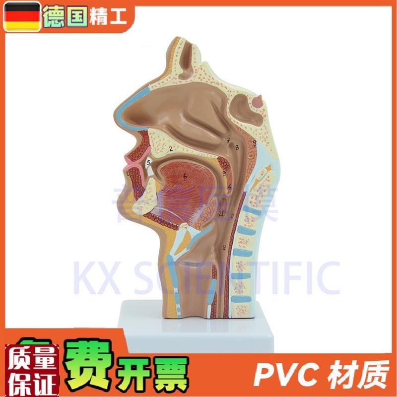 德国】头部解剖口鼻咽喉模型教内侧面血管P神经鼻腔模型医药展
