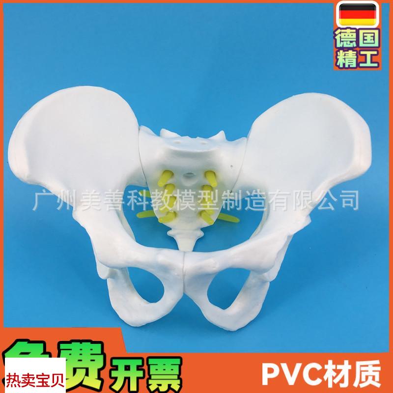 小型女性骨盆妇科检查模t型骨盆标本骨盆演示模型女性盆骨模型