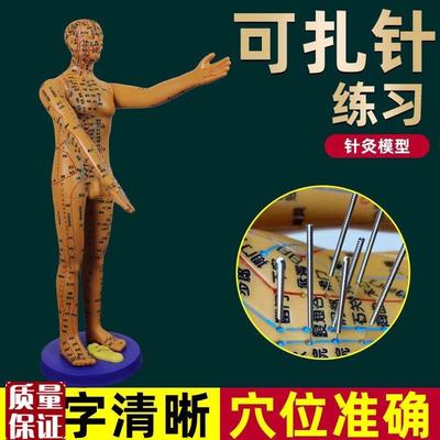 董氏奇穴穴位人体模型十二经络模B特图全身中医针灸教学培训小铜