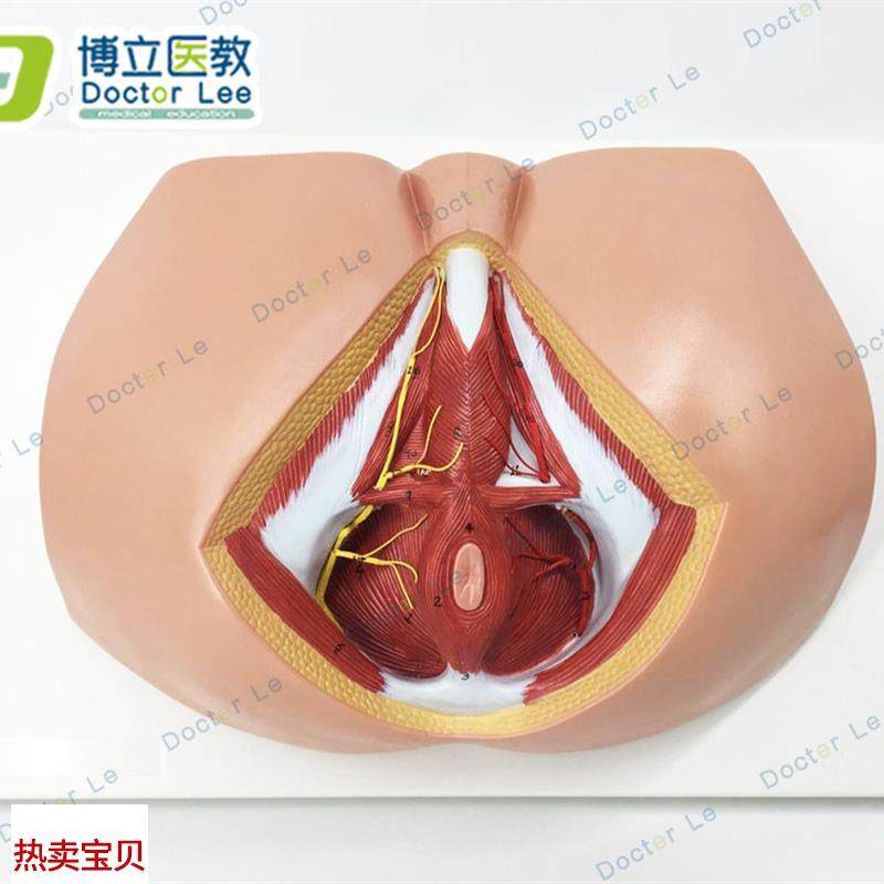 女性会阴模型会阴解剖模型解剖模型D人体骨骼模型女性生殖私密模