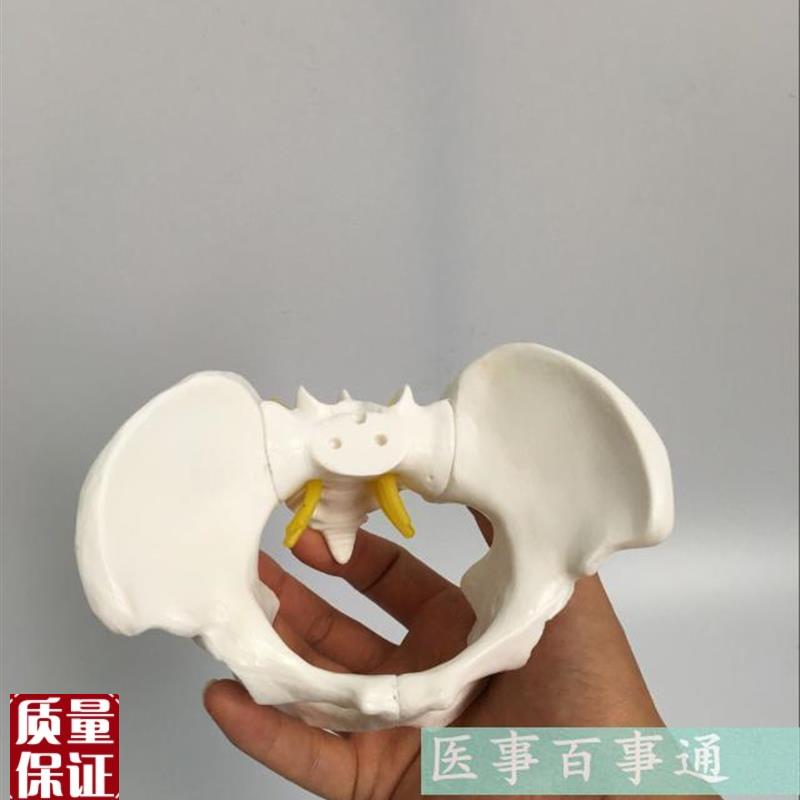 盆骨模型小型f人体骨盆模型分娩示范教学模型桌上礼品模型包