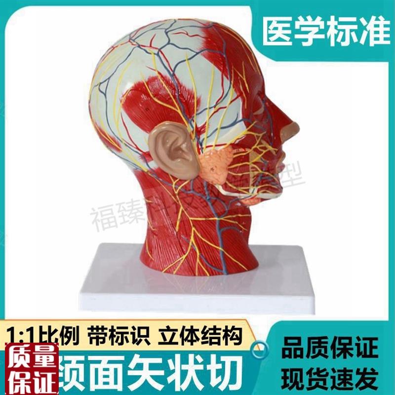 面部神经血e管肌肉模型美容微整形培训医美头部解剖口腔鼻咽喉脑