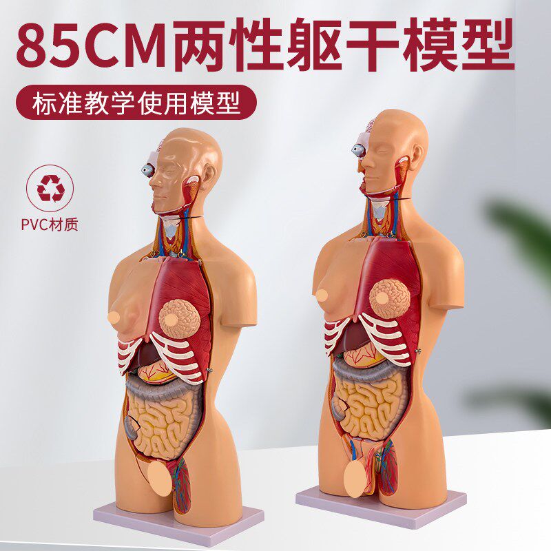 85CM人体解剖模型 器官可拆z23部件 卸医学心脏内脏模型玩具躯干