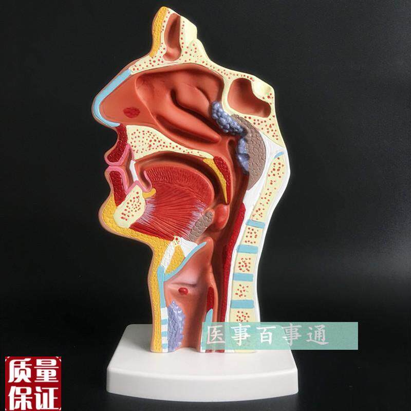 精品人体鼻腔咽喉解剖模型鼻咽腔病理模型耳鼻喉X科医用模型包