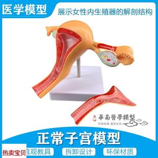女性内生殖器官模型子宫卵巢y生殖结构妇产科模型2部件正常子宫