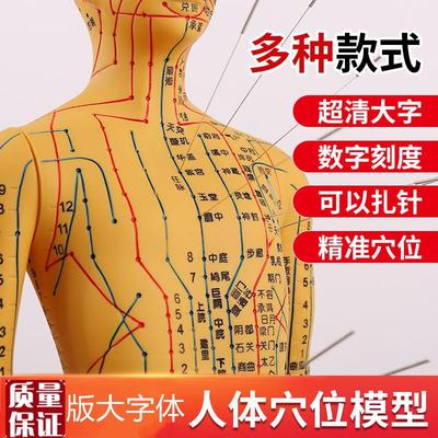 人体针灸模型人经络穴位中医全身十二铜L人模特图可扎针练习小皮