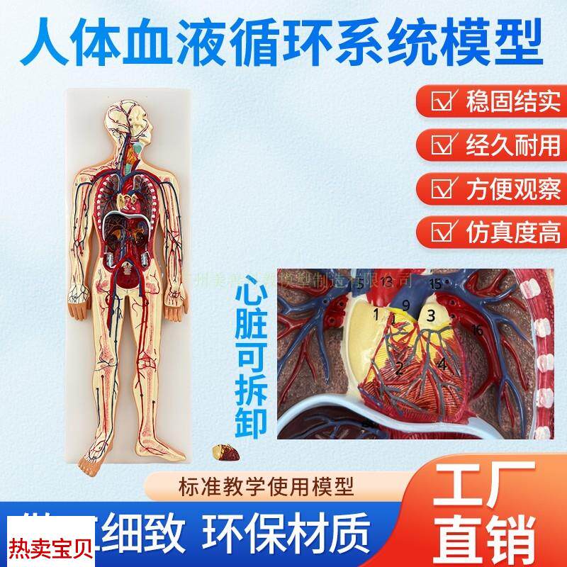 医学仿真人体血液k循环系统模型心脏外科动脉静脉神经血管解剖教