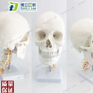 人体头骨颅骨带颈椎模型枕骨G颅骨模型骨科医患沟通神