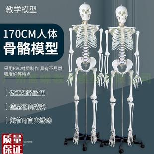 成人一比一人体骨骼模型骨架v人体模型小白骷髅教学脊椎全身180c