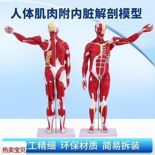 80CM人体全身肌肉附内脏模型人体肌肉K解剖教学模型可拆27部件
