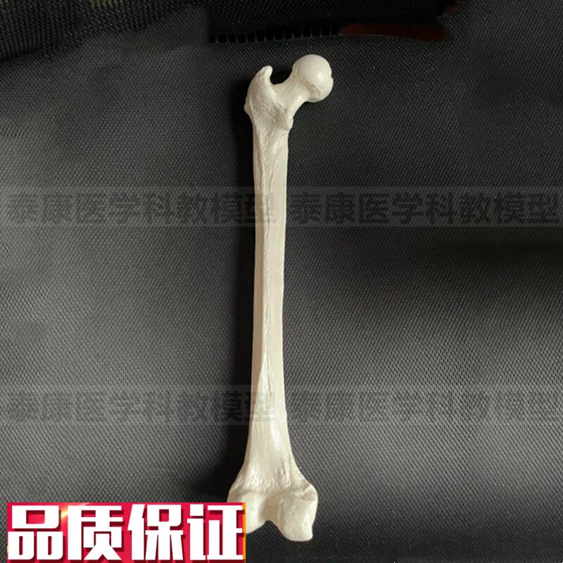 股骨模型大腿骨胫骨腓骨下肢长骨上肢F尺桡骨真实倒模医用美术造