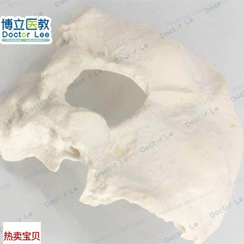人体枕骨模型真实标本翻模医学教I学模型散骨模型自然大枕