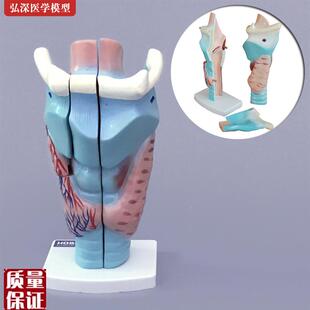 喉解剖模型人体咽喉咙喉部甲状腺声带结构放大模具耳Y鼻喉医学教