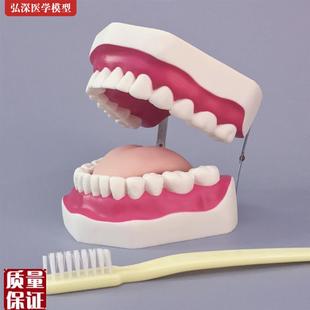 牙齿模型口腔清洁护理大假牙玩具幼儿园科学刷牙教X学道具医学教