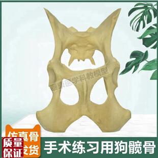 狗髋骨模型仿真骨手术r练习用假骨头犬四肢标本宠物医生用兽医动