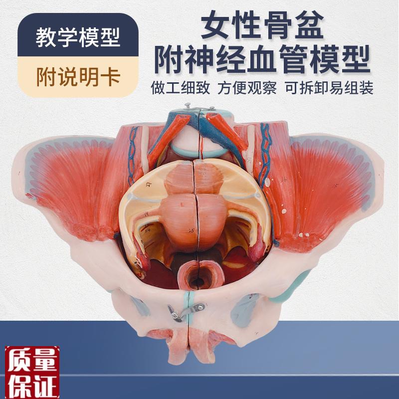 女性骨盆模型盆底肌带生殖器血管神I经肌肉子宫人体解剖教学医