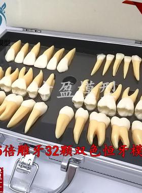 牙科口腔b教学2.5倍双色恒牙立体离体模型医患沟通32颗雕牙M702
