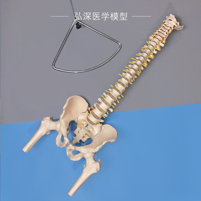 人体脊柱模型脊椎带尾骨盆神经腿骨颈G胸腰椎间盘一比一可弯曲教