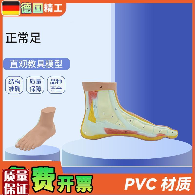 德国】PNT-0729正常足教学模型正常足部模T型仿真脚模型韧带