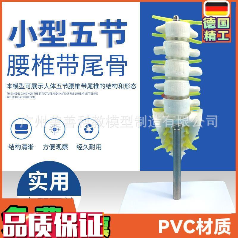 小型腰椎带尾椎骨模型5节带腰椎间盘的腰Q椎骶骨尾骨和脊椎