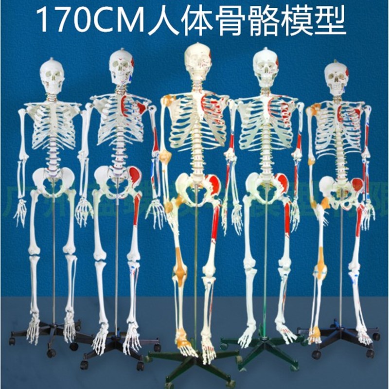 人体骨骼模型170cm韧带肌肉起止点神经结构可拆卸医R学用骨架180C