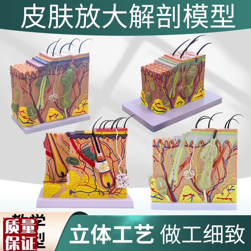 50倍人体皮肤组织结构放大解剖模型医学美容整T形立体皮肤放大模