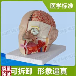 头面部解剖模型鼻腔口舌鼻咽喉扁桃体面部神P经血管肌肉整形美容