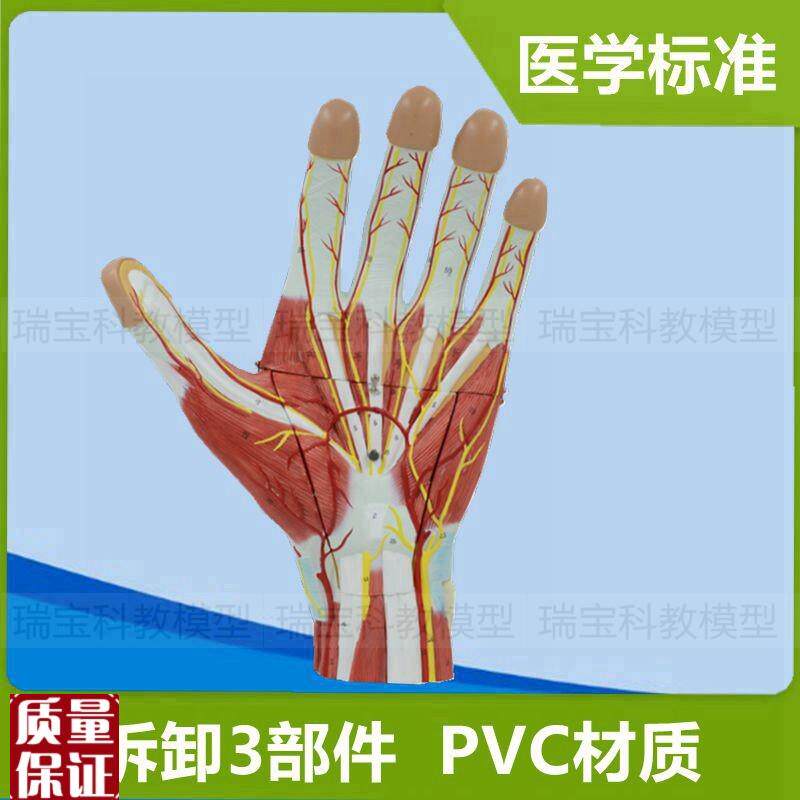 手掌手背肌肉神经血管肌腱韧带骨骼关节外N科医生解剖仿真标本道