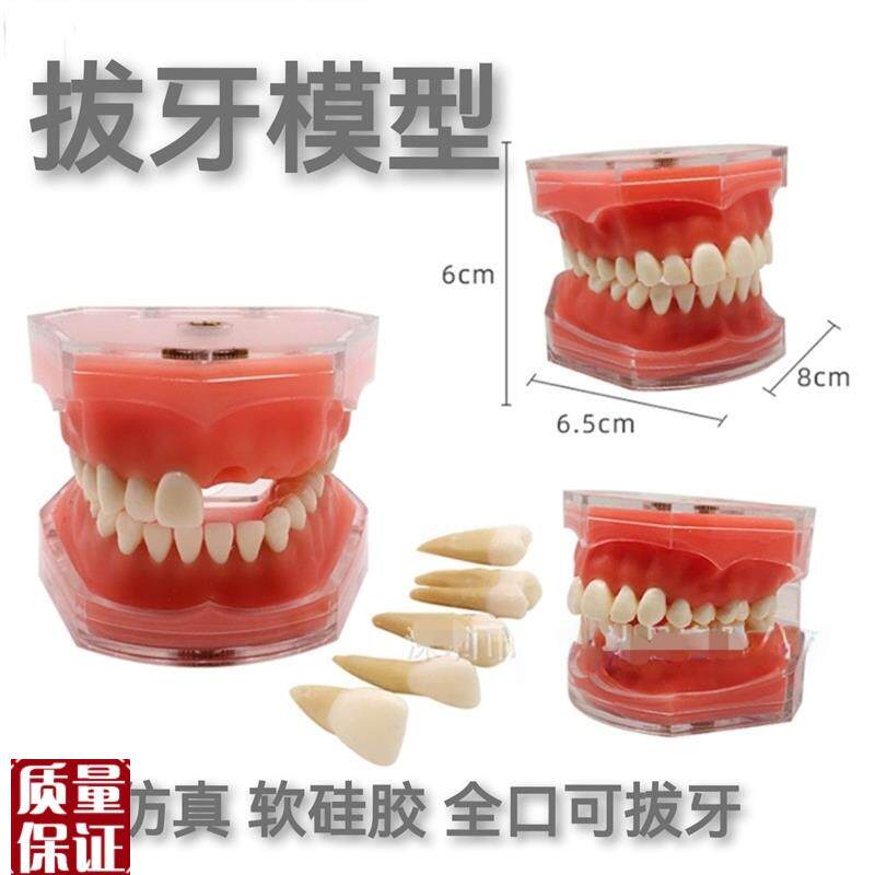 牙科模型c口腔教学可拔牙软牙龈树脂牙科医患沟通成人练习牙带牙