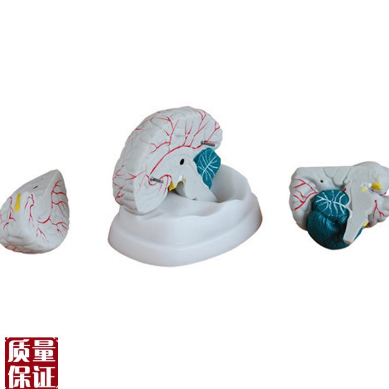 人体新型脑部解剖r模型医学用教学示教标本模