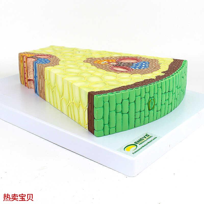 ENOVO颐诺单子叶植物茎结构放大模型单子叶植物U茎的形态植物学