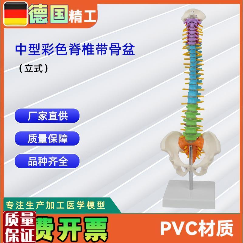人体骨骼脊椎彩m色中型脊椎合集立式挂式骨科教学器