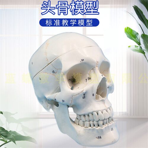 一比一医b学仿真骷髅人体头骨模型 骨缝线头颅骨解剖标本 数字标