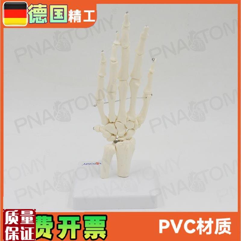 人体手关节模型手骨尺p骨桡骨手骨骼手心手掌部骨骼结构手指头活