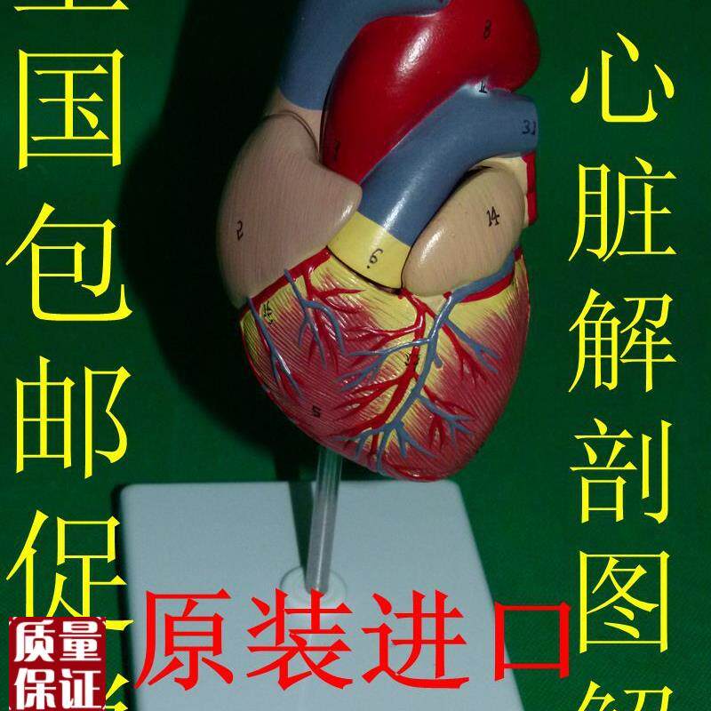 正品进口人体11心脏解剖模型(2部件)P心脏模型标本内科模