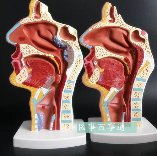 教学仿真鼻腔模型咽喉解剖u鼻咽腔标本耳鼻喉科内侧面血管神经教