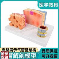 氣管壁解剖軟骨平滑肌纖維結(jié)締組織F支氣管樹(shù)肺段喉人體呼吸道病