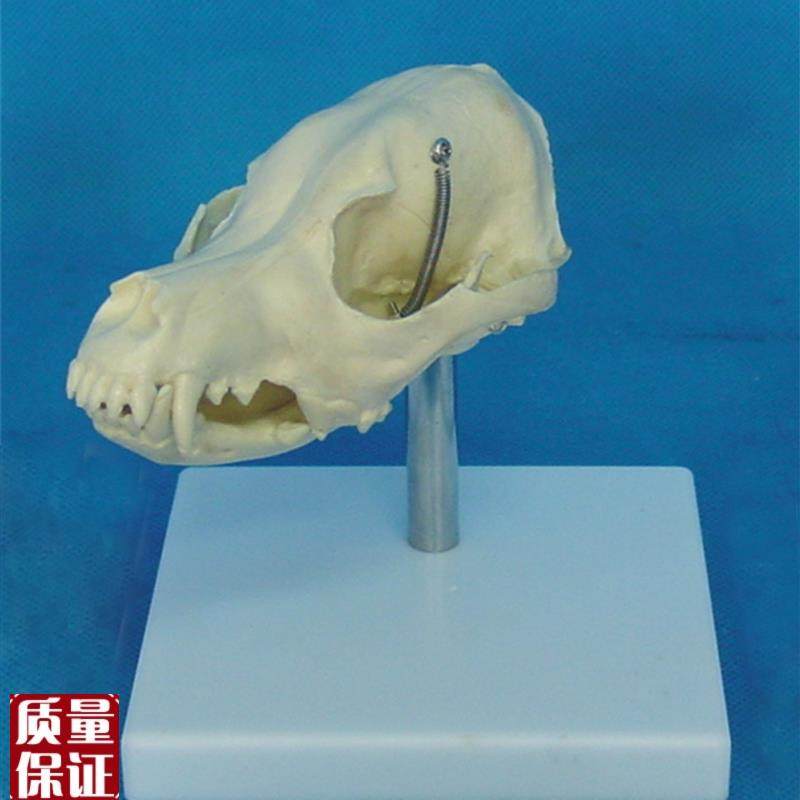 狗头骨模型动物骨骼兽s医教学医用模型犬科教学宠物模型畜牧包