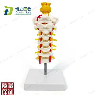 颈椎模型c颈椎带脑干颈椎带颈动脉后枕骨椎间盘与神经模
