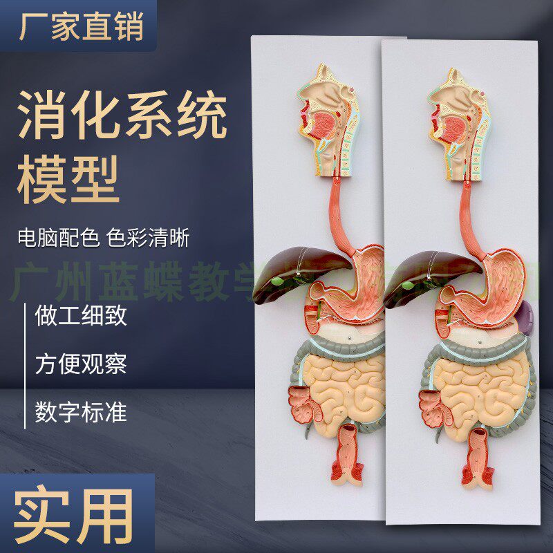 人体消化系统模型 消化道胃u剖面 鼻咽喉 大小肠 胃解剖模型肛肠
