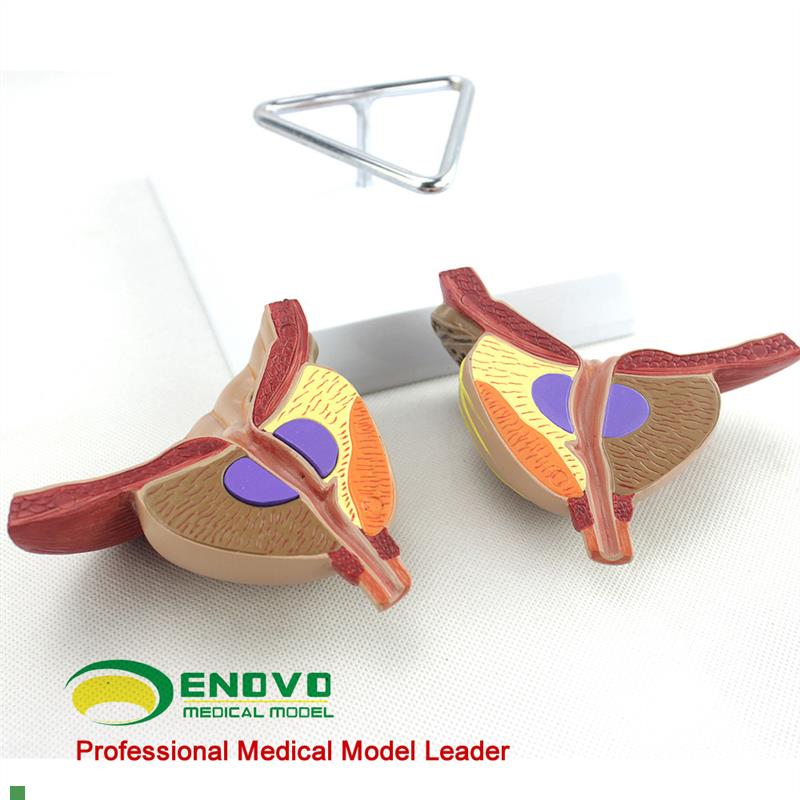 ENOVO颐e诺医学前列腺解剖模型BPH前列腺检查模型男性前列腺生殖