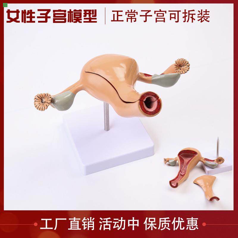 医用女性内生殖器官解剖模型 子宫卵巢生殖结构妇科模型 子宫教具